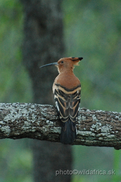 puku rsa 147.jpg - African Hoopoe (Upupa africana)